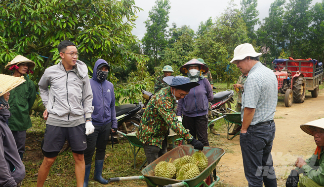 Bau Duc discussed with traders harvesting durian. Photo: Nguyen Thuy.