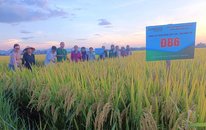 Nông dân tham quan mô hình sản xuất giống lúa ĐB6 trong vụ hè thu 2023 tại xã Nhơn An (thị xã An Nhơn, Bình Định). Ảnh: V.Đ.T.