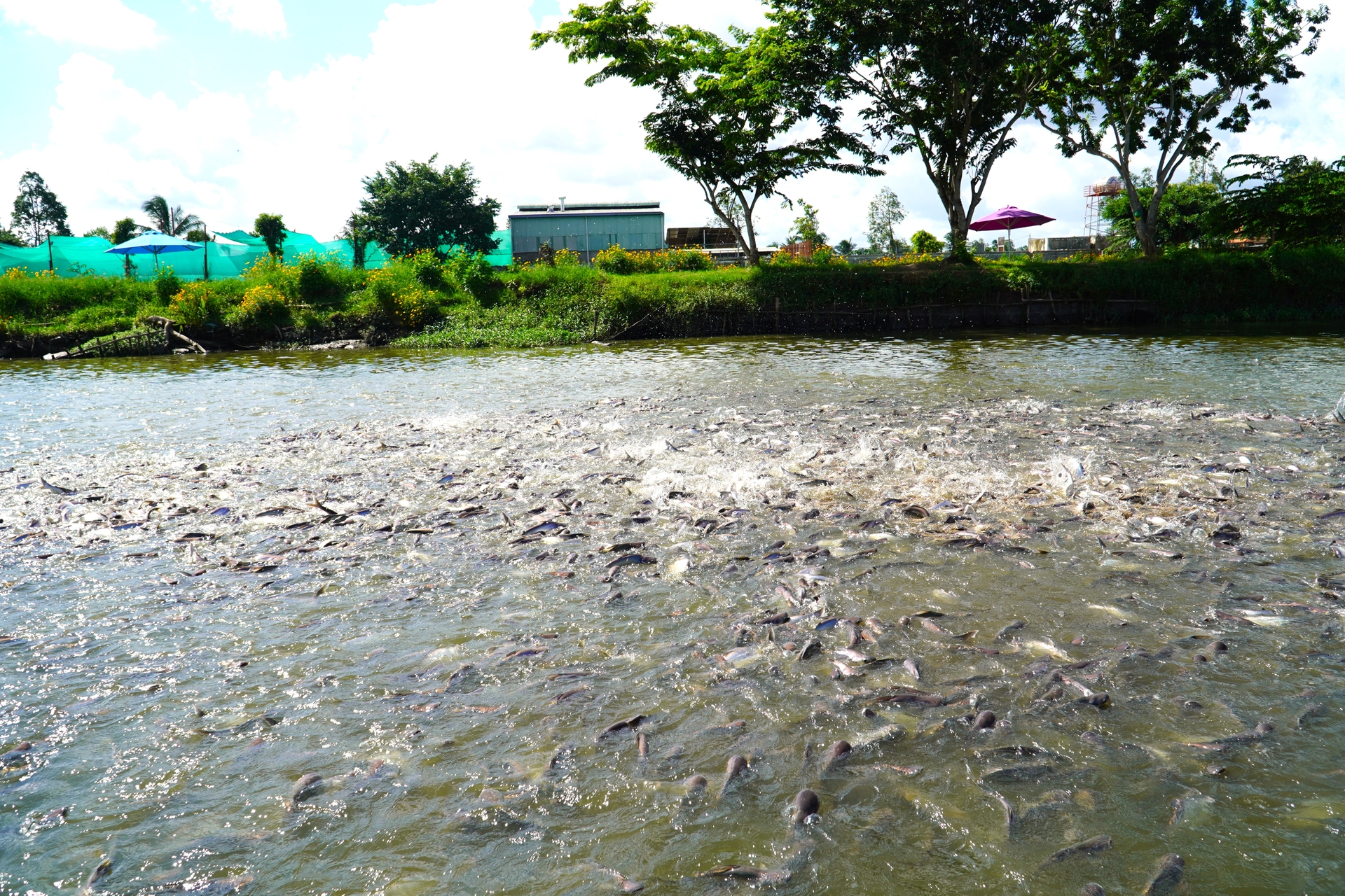 Catfish is Vietnam's flagship aquatic product, mainly cultivated in the Mekong Delta region to serve as raw material for exports. Photo: Kim Anh.