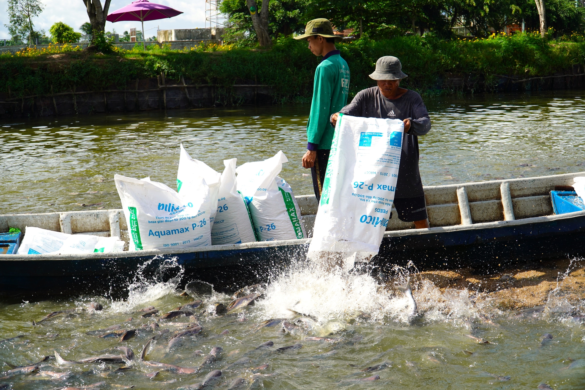 The Ministry of Agriculture and Rural Development is establishing a 3-level catfish supply chain, which includes a logistics supply chain directly at the source region, with places for goods aggregation, preliminary processing, deep processing, and export. Photo: Kim Anh.