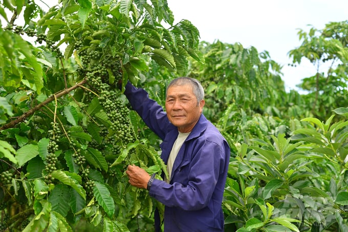 Mr. Nguyen Binh Dong's family started converting from growing Olong tea to coffee in 2011. Photo: Minh Hau.