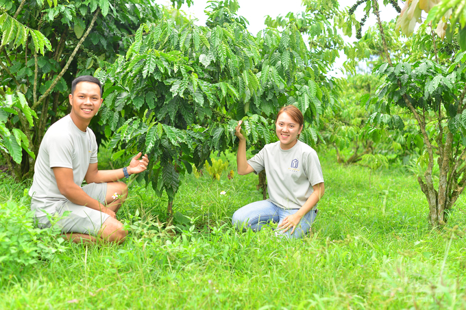 The transition from traditional production to high-quality coffee production was carried out by Mr. Nguyen Binh Dong's family in the form of organic and environmentally friendly production. Photo: Minh Hau.
