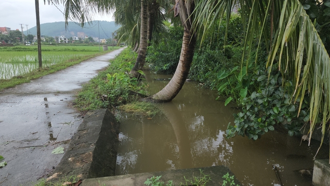 The irrigation system is overloaded when performing two functions of 'irrigation and drainage' at the same time in Thai Son commune, An Lao district. Photo: Dinh Muoi.