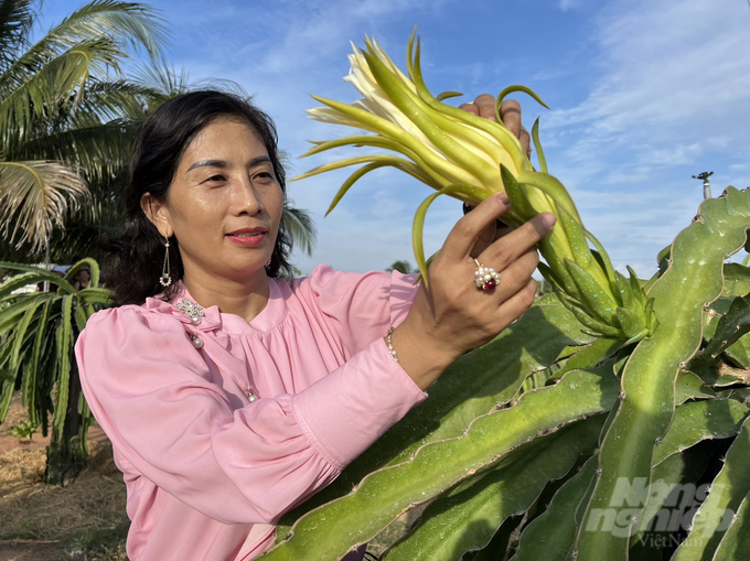 The application of high technology, organic and GlobalGAP standards in production has helped dragon fruit trees to meet the requirements for deep processing. Photo: Minh Hau.