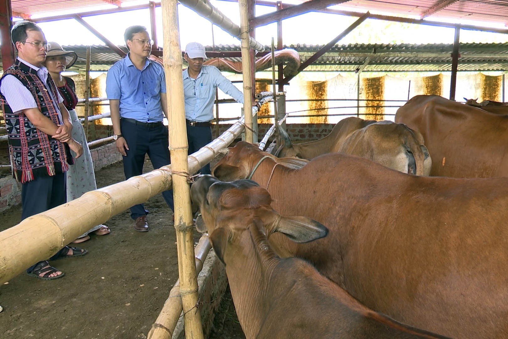 Chăn nuôi bò sữa Việt Nam vươn tầm thế giới  Nhịp sống kinh tế Việt Nam   Thế giới