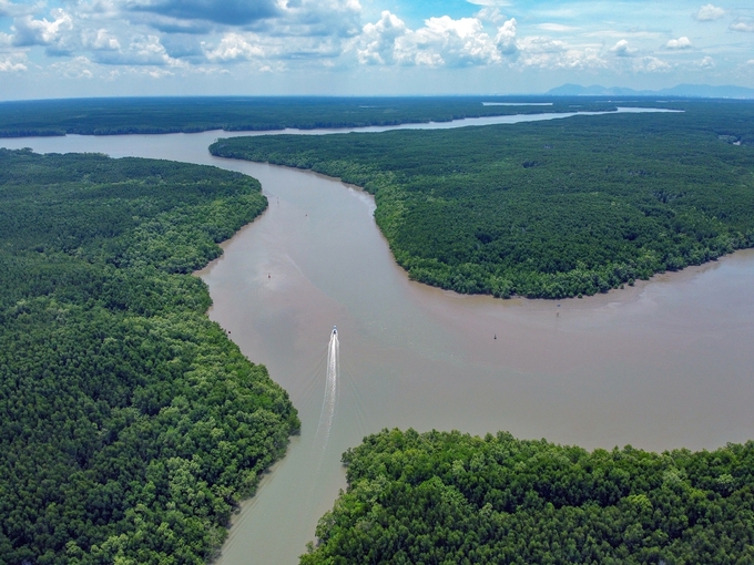 Can Gio forest as viewed from above. Photo: Can Gio mangrove forest Management Board.