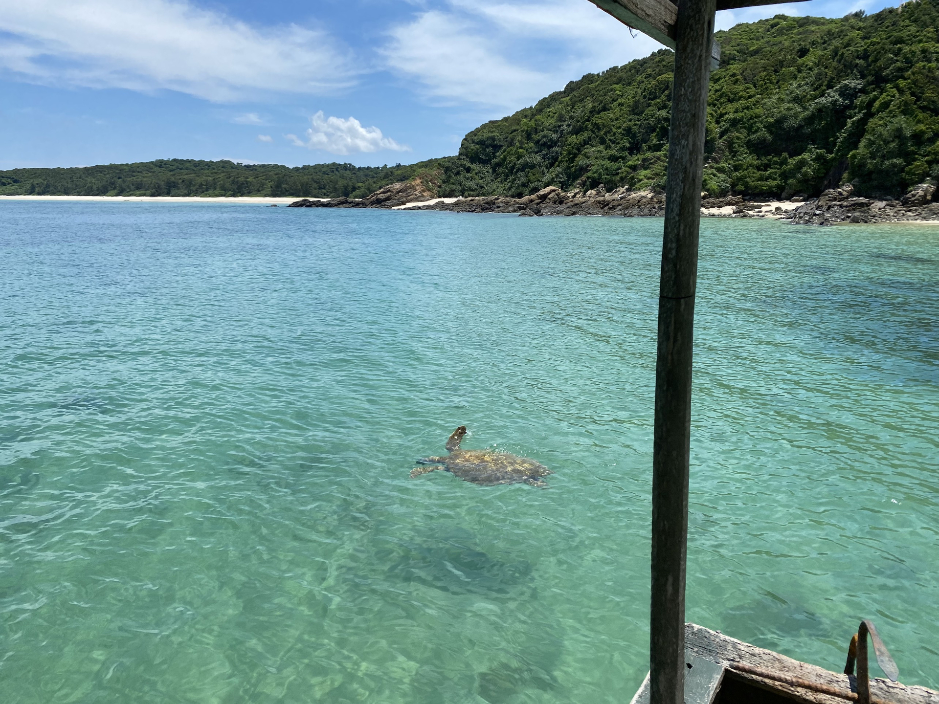 Sea turtle individual appearing in the waters of Co To.