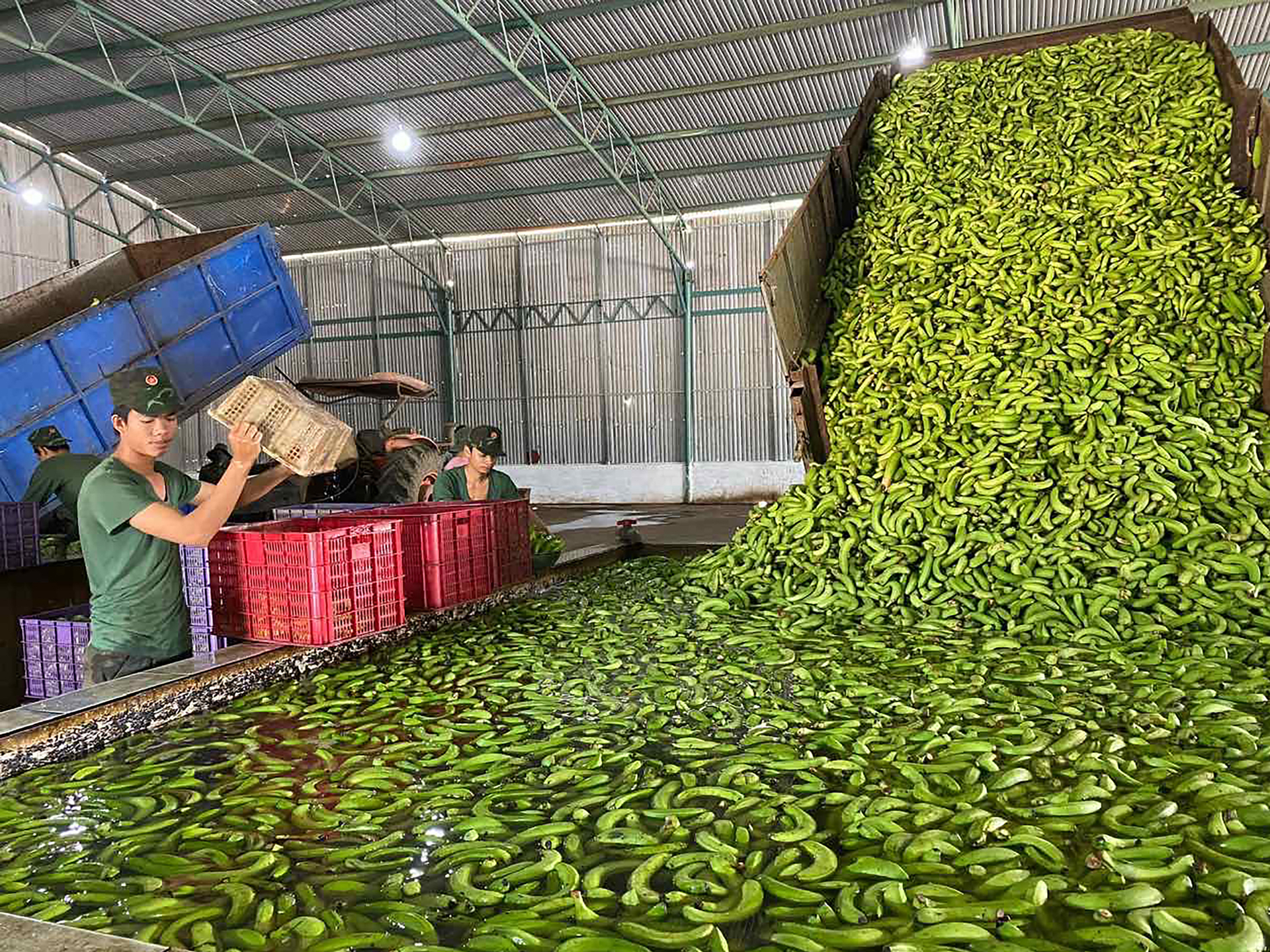 Chuối không đủ tiêu chuẩn xuất khẩu xử lý làm nguồn thức ăn cho heo. Ảnh: Nguyễn Thủy.
