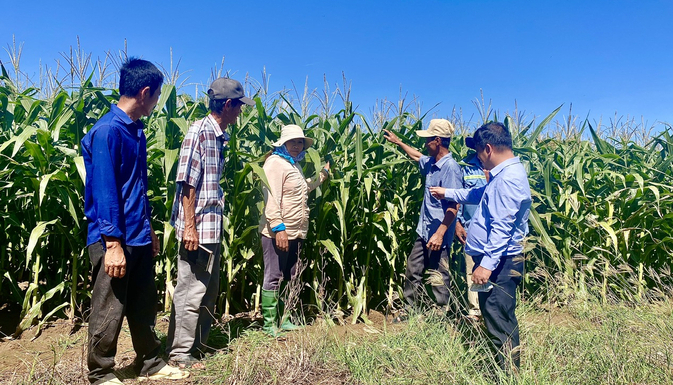 Implementing the biomass maize production model in Phuoc Vinh commune has helped households master the scientific and technical knowledge of biomass maize production to ensure high economic efficiency and shorten the production time compared to other areas that grow corn for seeds. Photo: Nguyen Co.