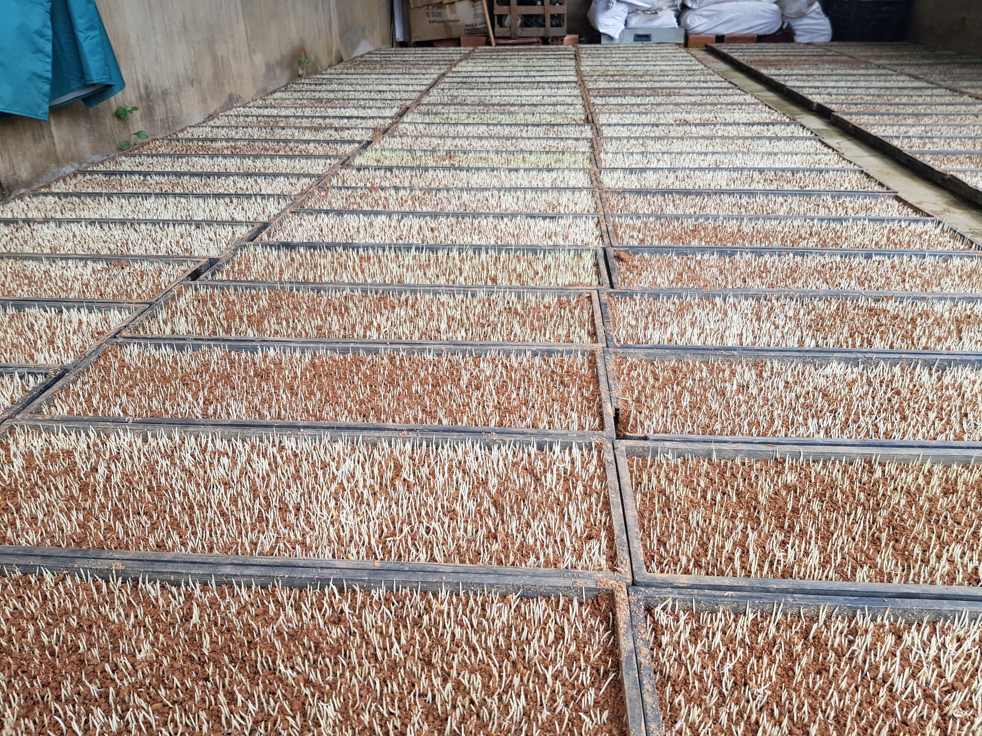 HTX Nông nghiệp Ân Tín gieo mạ để sản xuất lúa hữu cơ. Ảnh: V.Đ.T.