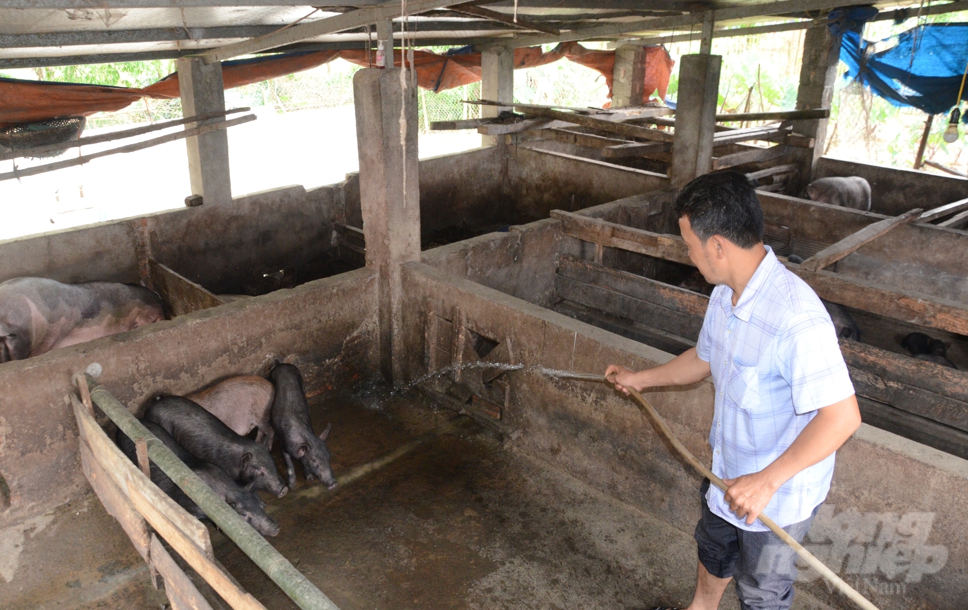 Chăn nuôi có vai trò quan trọng trong đời sống kinh tế của nông dân Tuyên Quang. Ảnh: Đào Thanh.