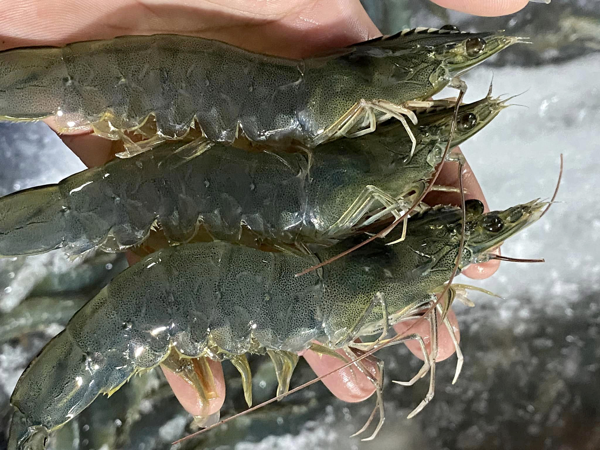 The world shrimp market has gone through a peak period regarding raw shrimp supply. Photo: Son Trang.