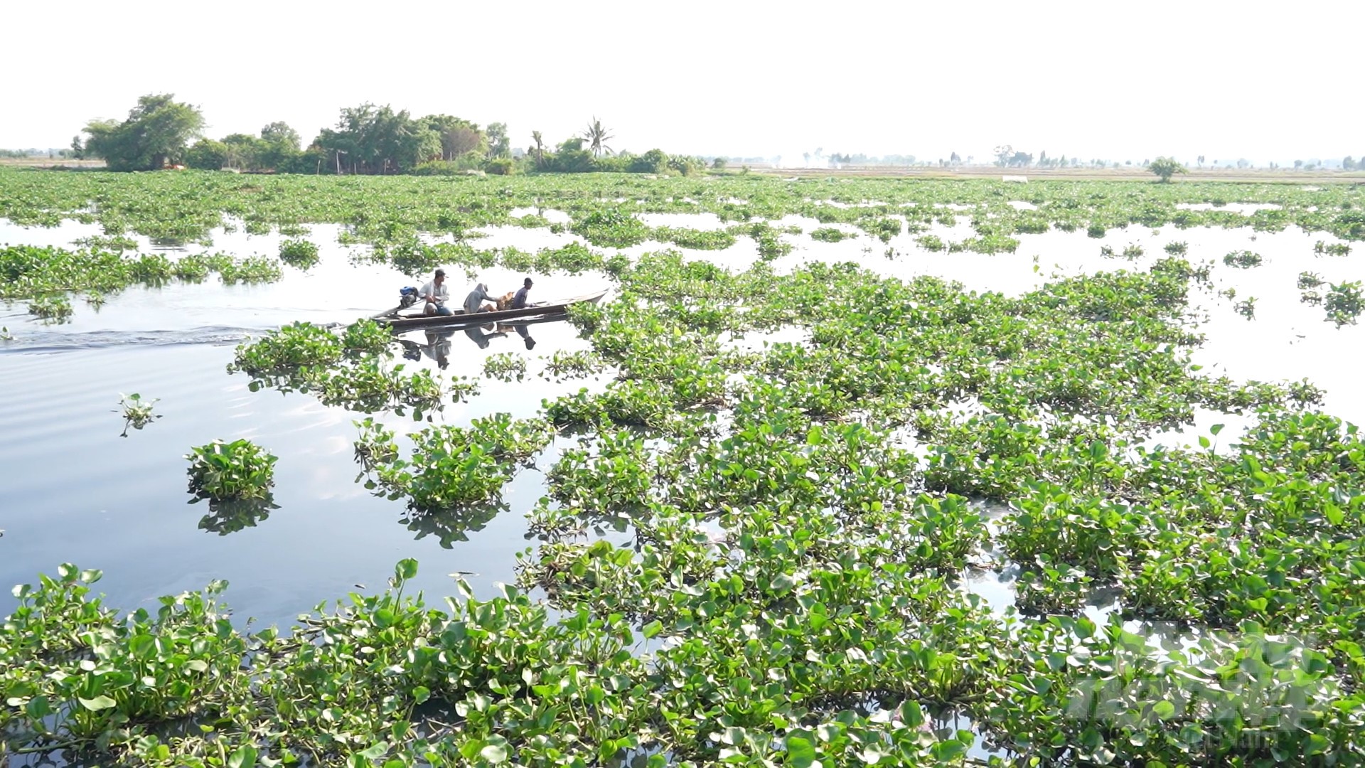 The method of growing aquatic organic vegetables is relatively suitable for Tay Ninh, which has many rivers and canals and an abundant source of water hyacinth. Photo: Le Binh.