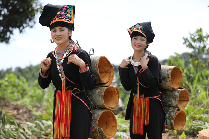 The annual output of cinnamon bark is over 5,000 tons, over 65,000 tons of branches and leaves are salvaged, and more than 50,800 m3 of cinnamon wood, 300 tons of cinnamon essential oil is distilled... bringing great revenue to the locality. Photo: Thanh Mien.