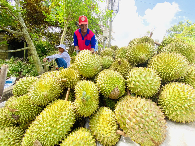 Some localities believe that the slow process of inspection and assessment for granting cultivation area codes also poses many difficulties, leading to a modest allocation of these codes. Photo: LHV.