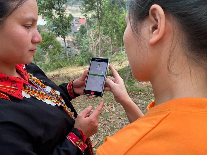 People who grow organic cinnamon in the Van Ban district (Lao Cai) use the 'QGS electronic diary' application to make farming easier. Photo: Luu Hoa.
