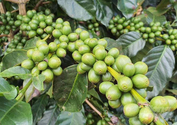 The EU is a significant market for Vietnam's coffee industry. Photo: Minh Hau.