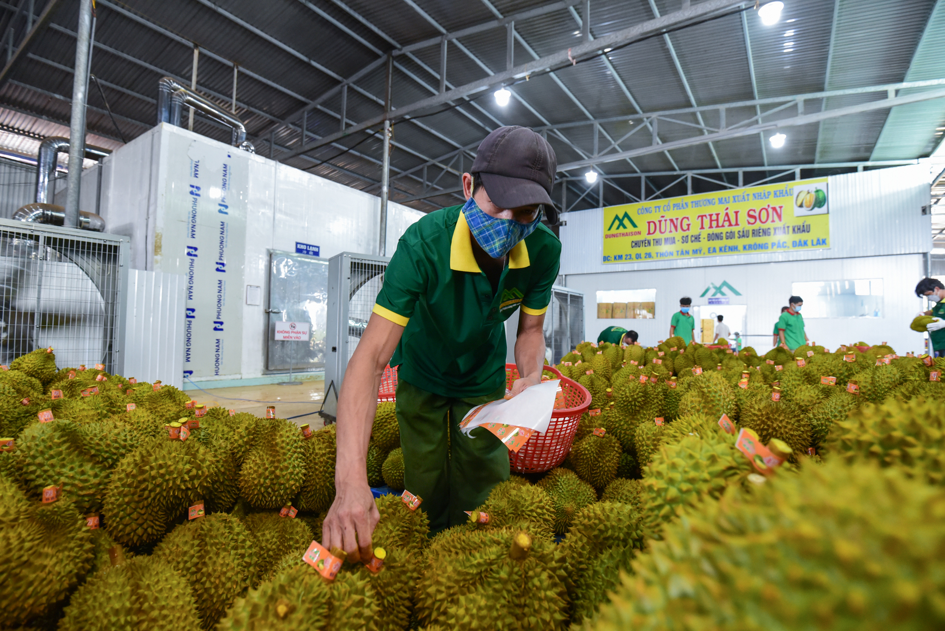 Durian after harvest at Dung Thai Son Company, Dak Lak province.