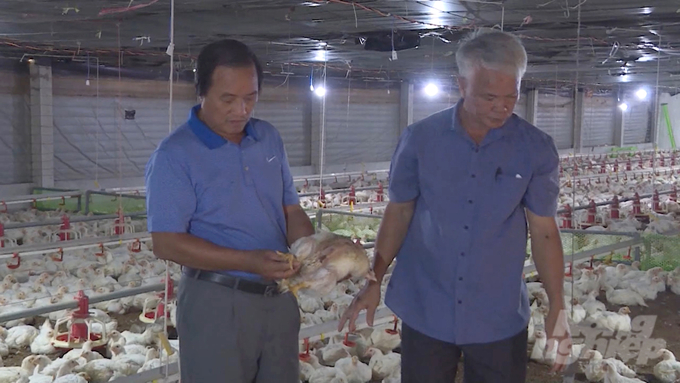Ông Quyết (bên trái) kiểm tra đàn gà lông trắng của mình trước khi xuất bán cho công ty. Ảnh: Lê Bình.