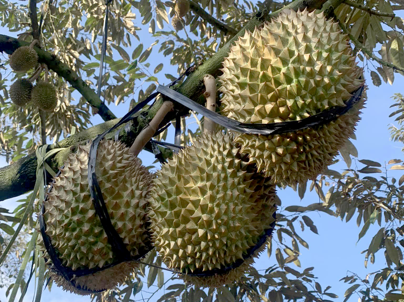 Durian has officially crossed the 1 billion USD export milestone. Photo: Sơn Trang.