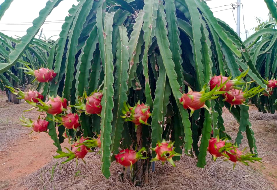 In contrast to durian, dragon fruit exports have continuously decreased over the past years. Photo: Son Trang.