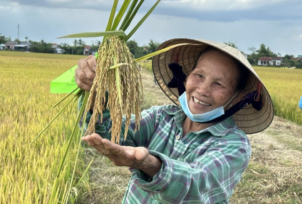 Dù vụ hè thu năm nay trời nắng nóng kéo dài vào thời điểm lúa trổ nhưng giống TBR97 vẫn cho năng suất cao: Ảnh: L.K.