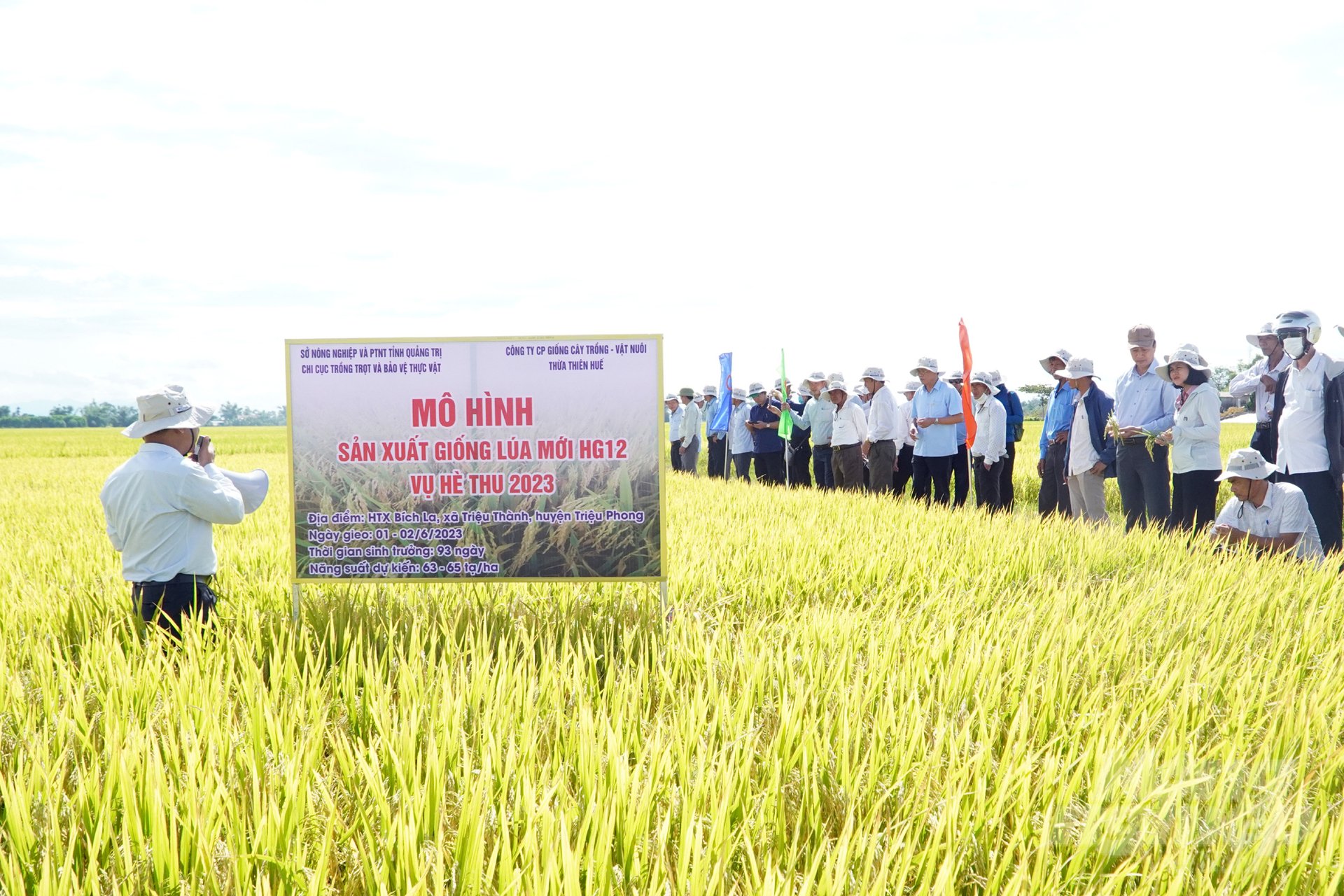 Qua sản xuất thử nghiệm nhiều năm liền, giống lúa HG12 đã tạo được niềm tin của nông dân Quảng Trị. Ảnh: Võ Dũng.
