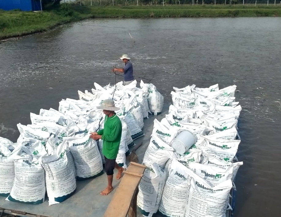 Farmers prepare to feed pangasius in Dong Thap. Photo: Son Trang.