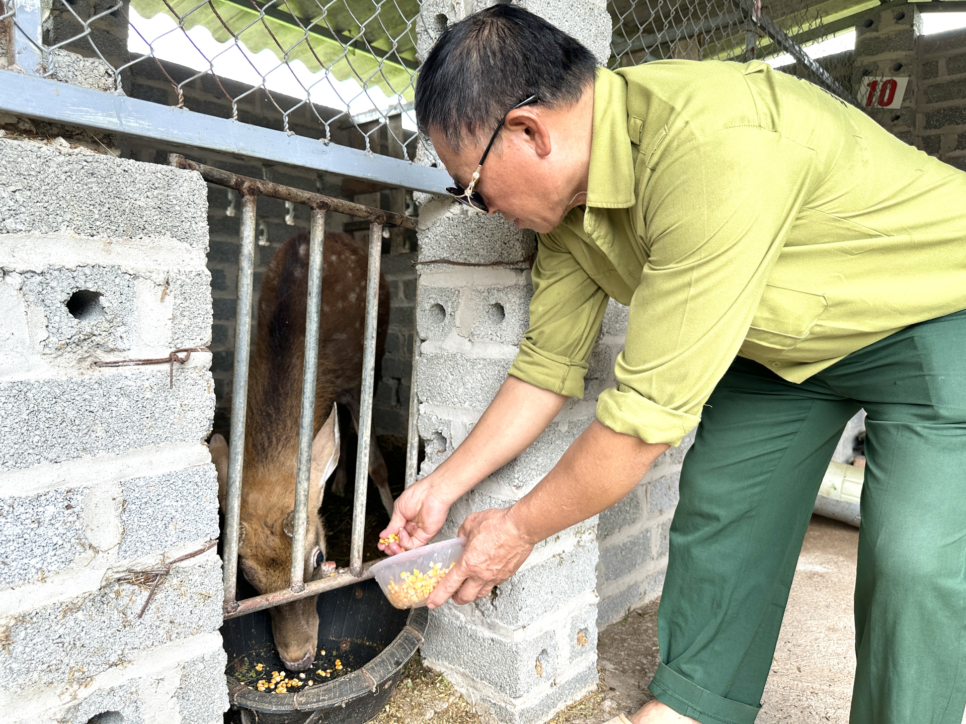 Nuôi 4 chú hươu lấy nhung, cựu chiến binh Dương Văn Cán - thành viên của HTX (trong ảnh) mỗi năm có thu nhập khoảng 50 triệu đồng từ tiền bán nhung hươu. 