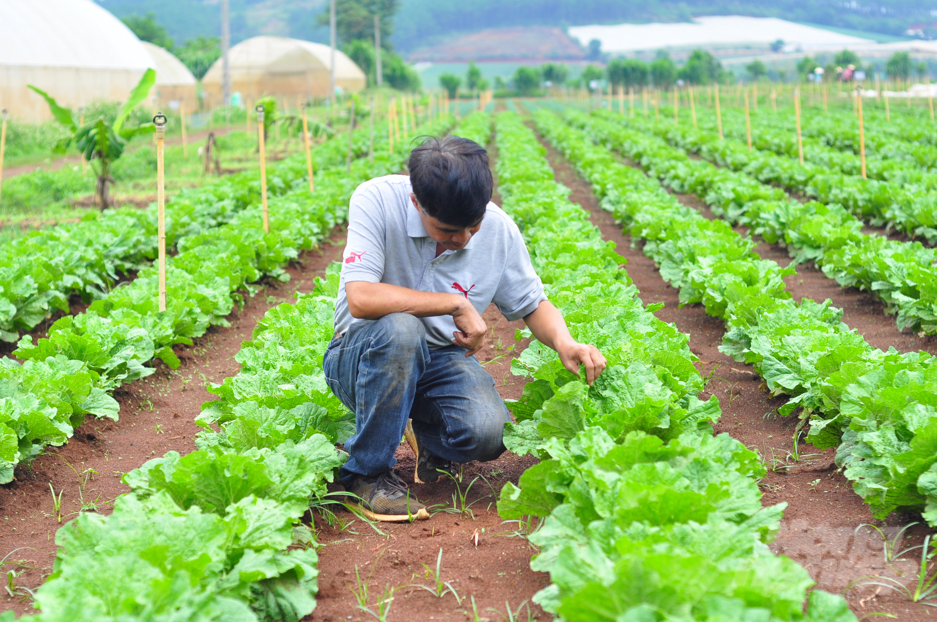 Mô hình nông nghiệp hữu cơ của một hộ nông dân tại huyện Đơn Dương, Lâm Đồng. Ảnh: Minh Hậu.