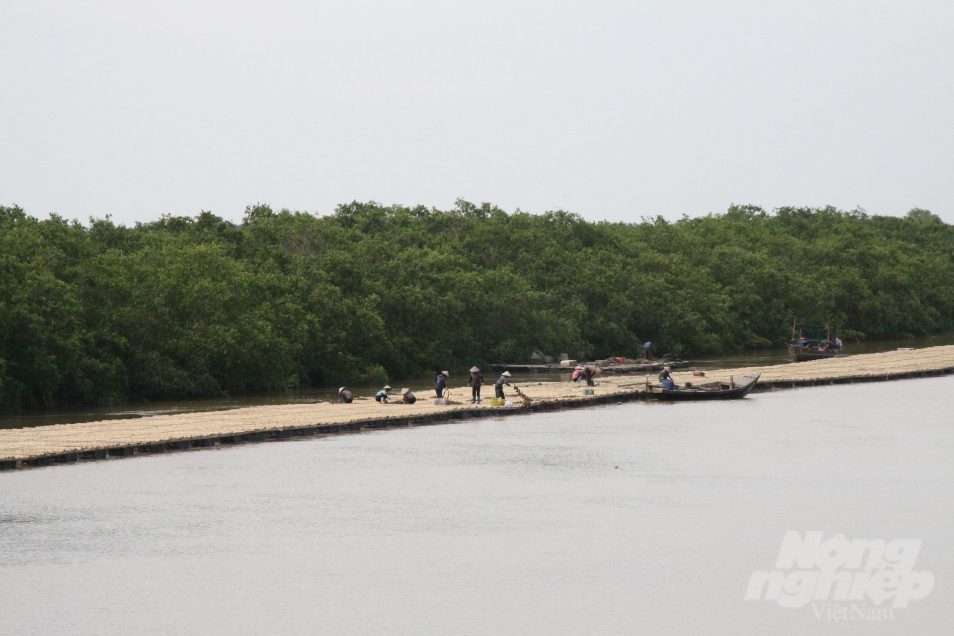 Tien Hai Wetland Nature Reserve, Thai Binh province. Photo: Kien Trung.