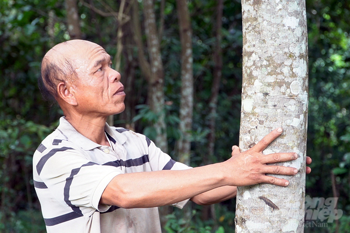 Thanks to the mu oil tree, Mr. Tay raised his four children to college. Photo: Vo Dung.