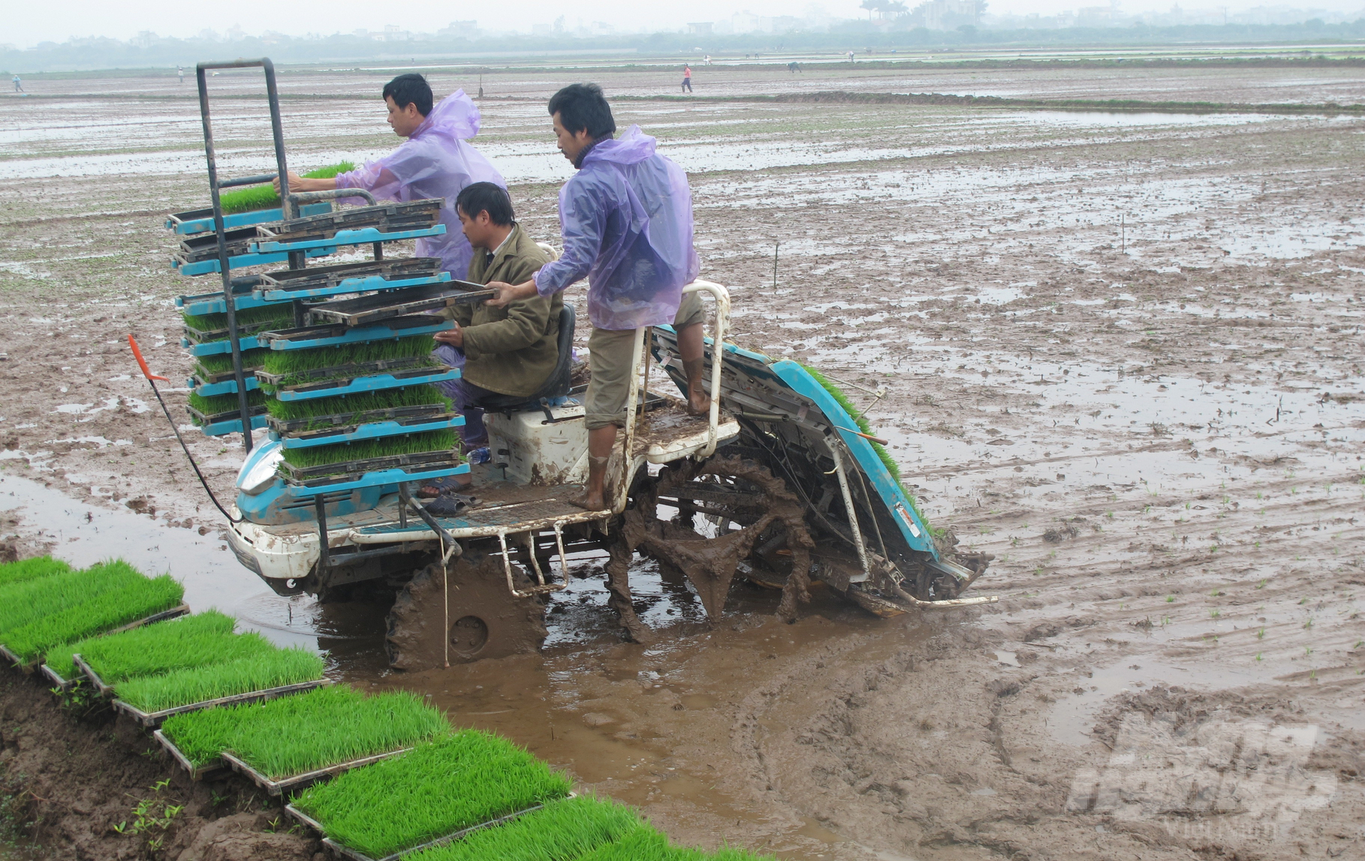 Cơ giới hoá sản xuất lúa trên cánh đồng của ông Lương Đình Trọng (xã Tân Việt, huyện Yên Mỹ). Ảnh: Hải Tiến.