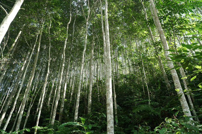 Những cánh rừng trồng bạt ngàn ở xã Bình Trung, huyện Chợ Đồn hôm nay. Ảnh: Ngọc Tú. 