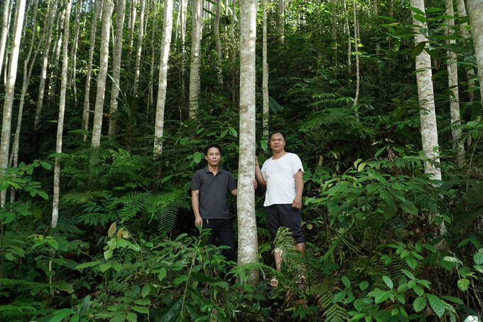 Mr. Nong Van Hoan (right) at his family's Magnolia conifera var. conifera forest. Photo: Quang Linh.