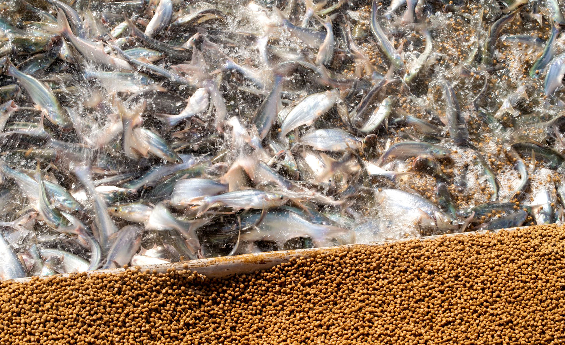 The increase in feed prices has increased the cost of raising pangasius. Photo: Son Trang.