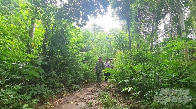 Mr. Nguyen Manh Thuong (leading) is always a pioneer in protecting the Tan Trao ATK special-use forest. Photo: Dao Thanh.