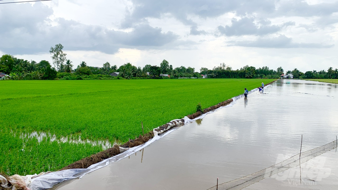 Trong mùa mưa, các thành viên của HTX đang chăm chỉ đắp bờ bao ruộng lúa. Ảnh: Hồ Thảo.