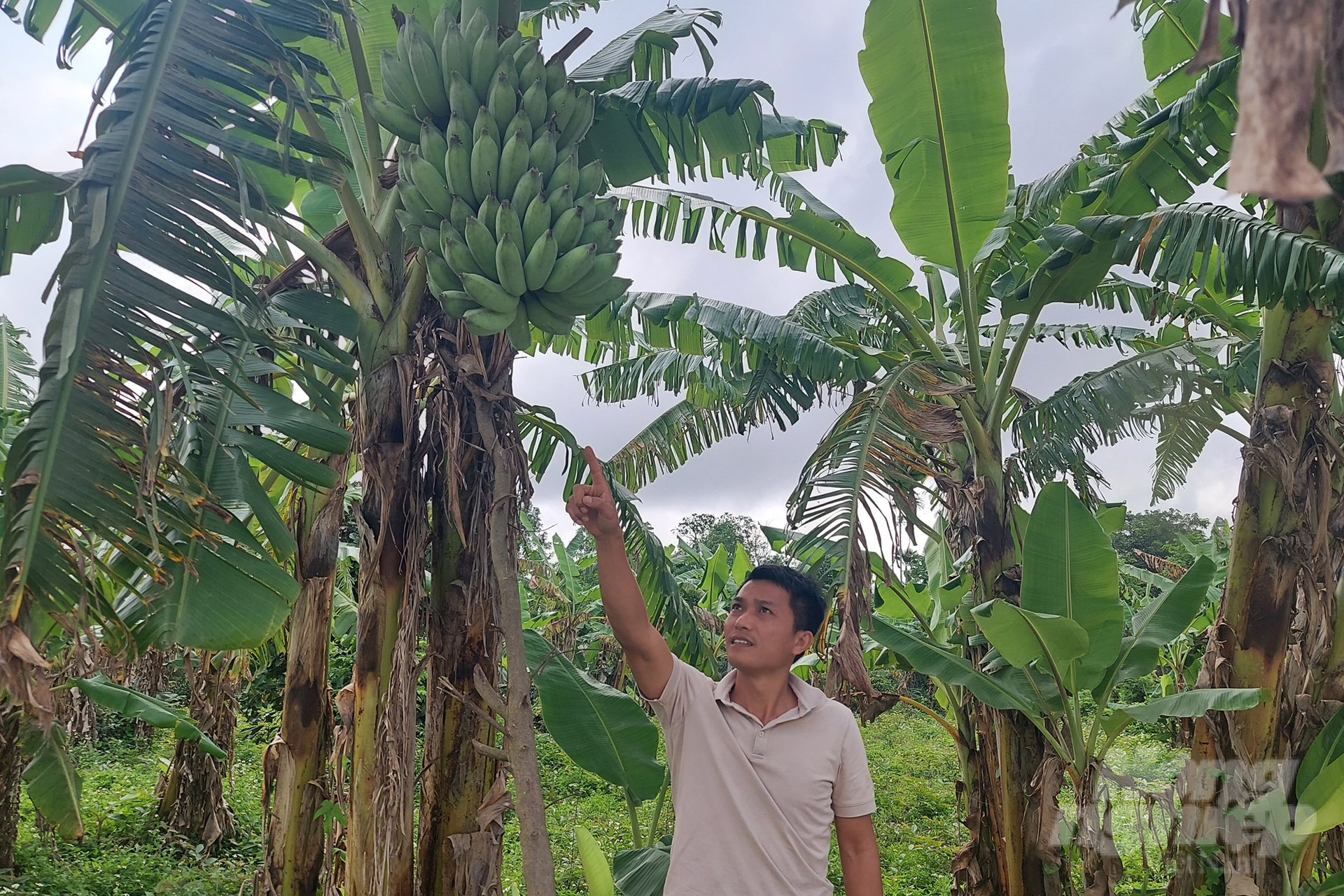 Nông dân cần tổ khuyến nông cộng đồng với tư cách là người kết nối trong chuyển giao khoa học công nghệ, liên kết, tiêu thụ sản phẩm. Ảnh: Võ Dũng.