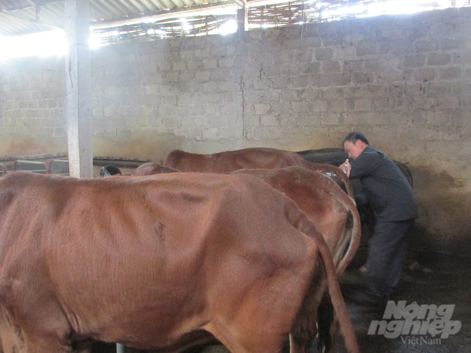 Hưng Yên đã 'phổ cập' Sind hoá đàn bò từ năm 2010. Ảnh: Hải Tiến.