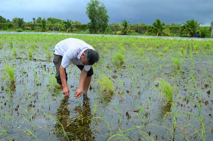 Every rice plant is precious. Photo: Duong Dinh Tuong.