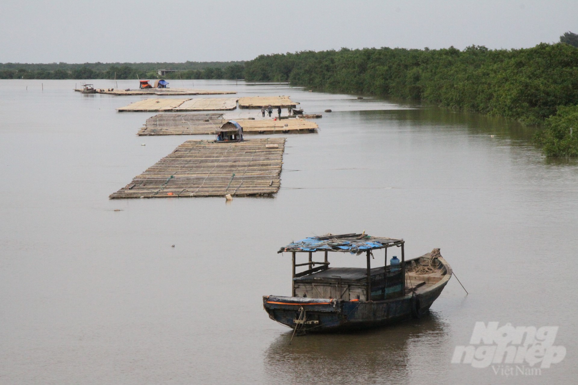 Oyster farm on the Ba Lat estuary. Photo: Kien Trung.