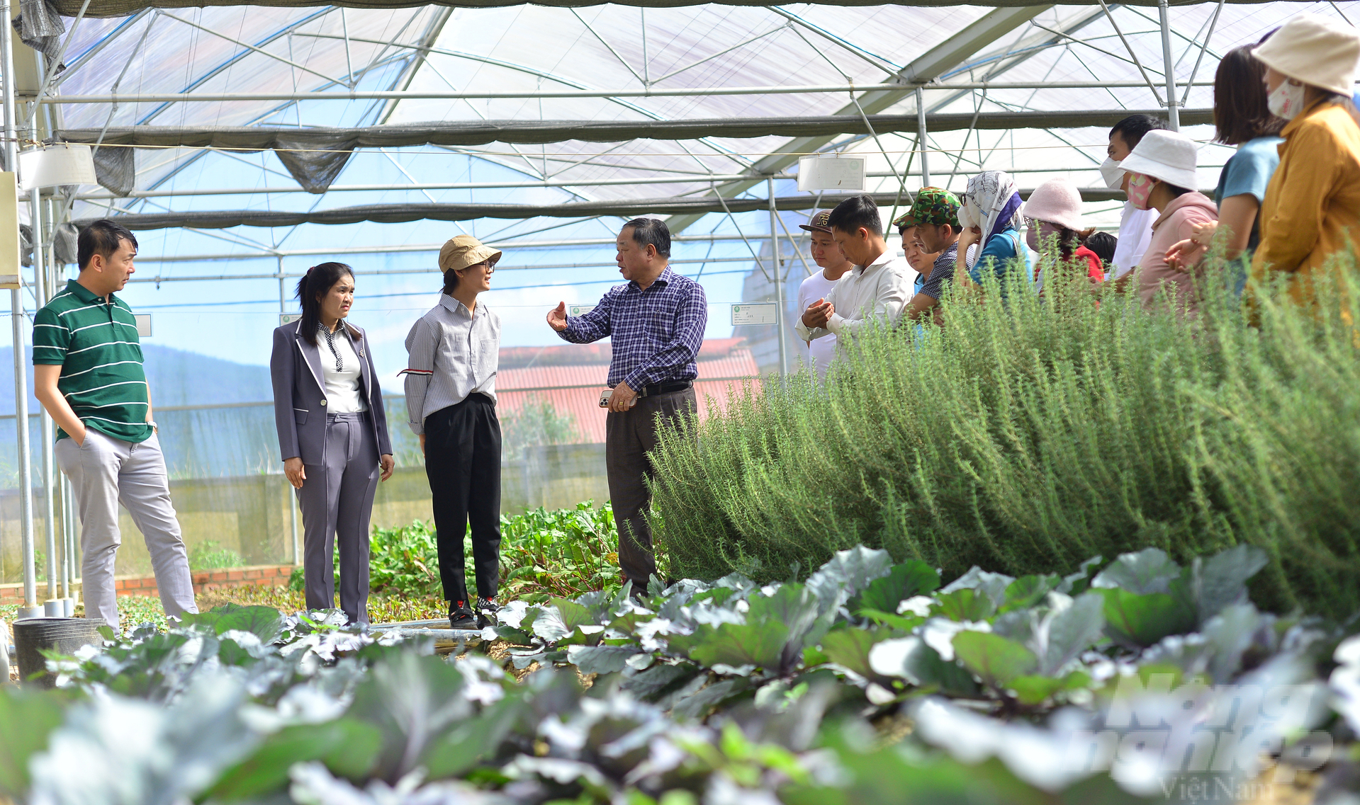 Representatives of agencies, units, businesses and people visit the organic vegetable production model in Lam Dong. Photo: Minh Hau.