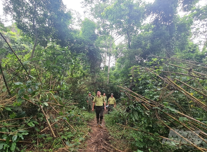 Tan Trao Special Use Forest Management Board is managing and protecting about 4,000 hectares of forest. Photo: Dao Thanh.