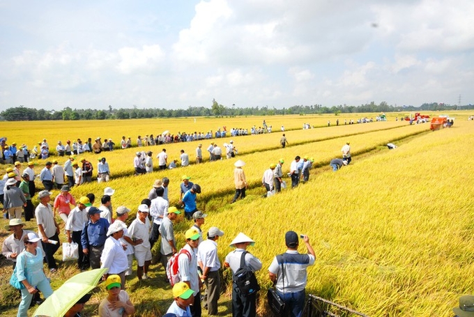 Although businesses in the rice industry are dedicating their efforts to the overall progress of the industry, many of them stay indifferent and irresponsible. Photo: LHV.