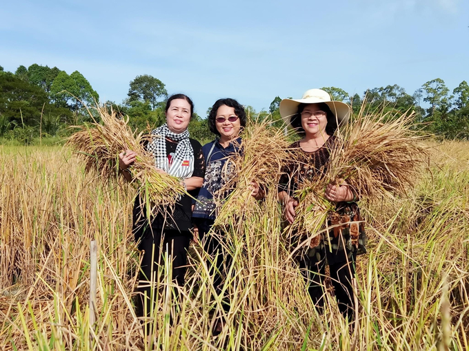 Experience harvesting rice. Photo provided by the character.