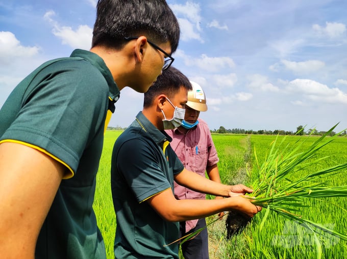 Agricultural engineers from Thoai Son - An Giang rice area visits farmer’s field. Photo: Le Hoang Vu.