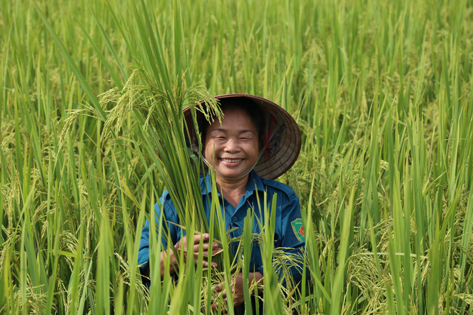Áp dụng kỹ thuật canh tác lúa cải tiến ở Hà Nội đã cho thấy giữa sản xuất giảm phát thải và năng suất, chất lượng, hiệu quả sản xuất không mâu thuẫn lẫn nhau. Ảnh: Tùng Đinh.