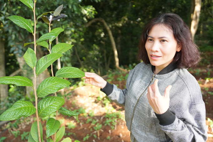 Chị Mai Thị Thái: 'Tôi mong Việt Nam sẽ có công viên trà hoa vàng'. Ảnh: Phúc Lập.