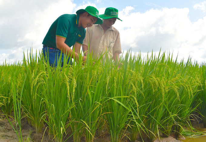 Vinarice regularly sends staff to visit the fields with farmers. Photo: Minh Dam.